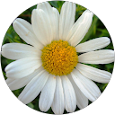 normalisa muscatello